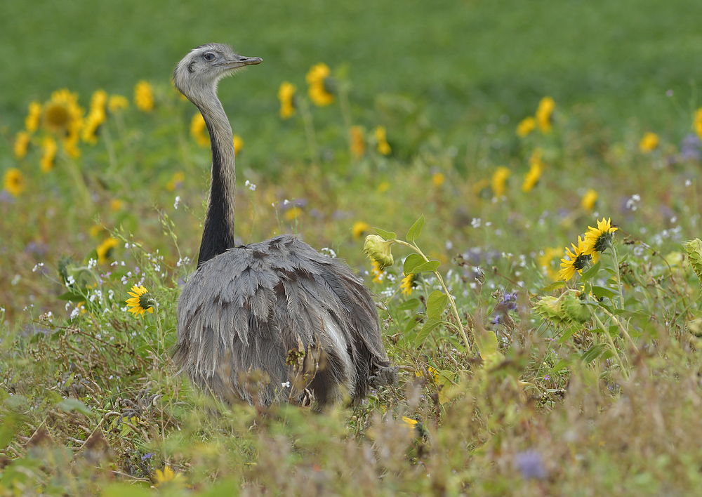 Nandu: Noch schöner in Sonnenblumen