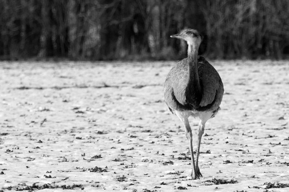 Nandu oder Eisvogel ;-)