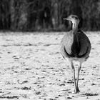 Nandu oder Eisvogel ;-)