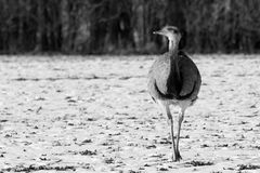 Nandu oder Eisvogel ;-)