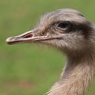 Nandu Portrait 1 (2018_04_21_EOS 6D Mark II_1340_ji)