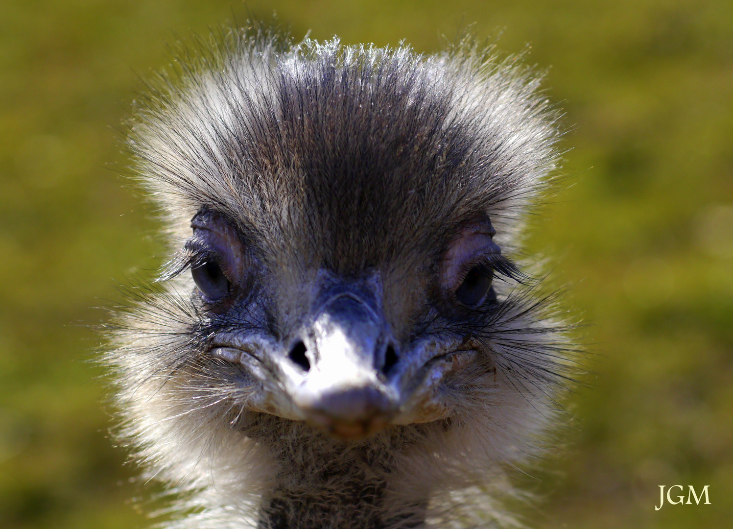 Nandu Portrait