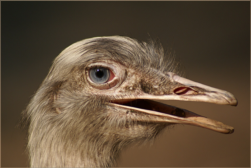 Nandu Portrait