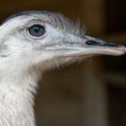 Nandu Portrait