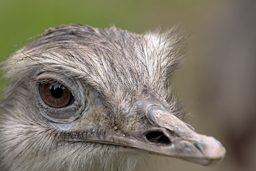 Nandu-Portrait