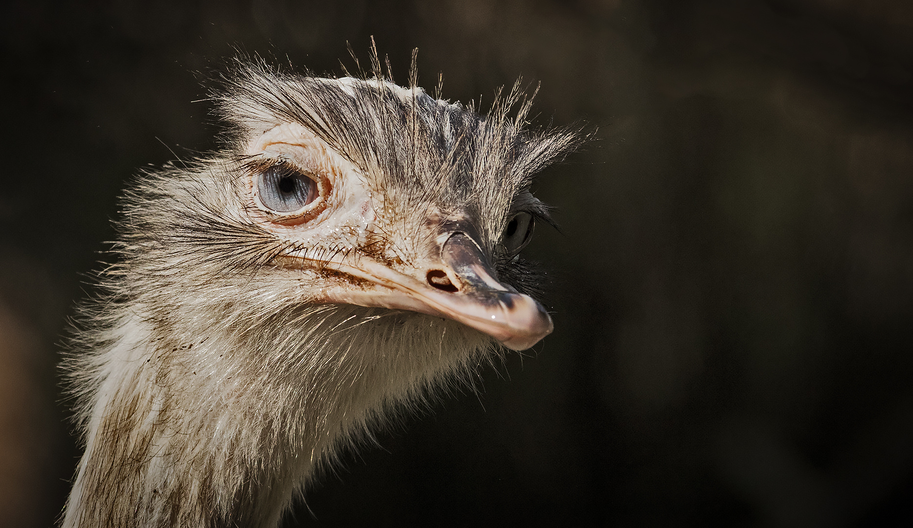 Nandu-Portrait 