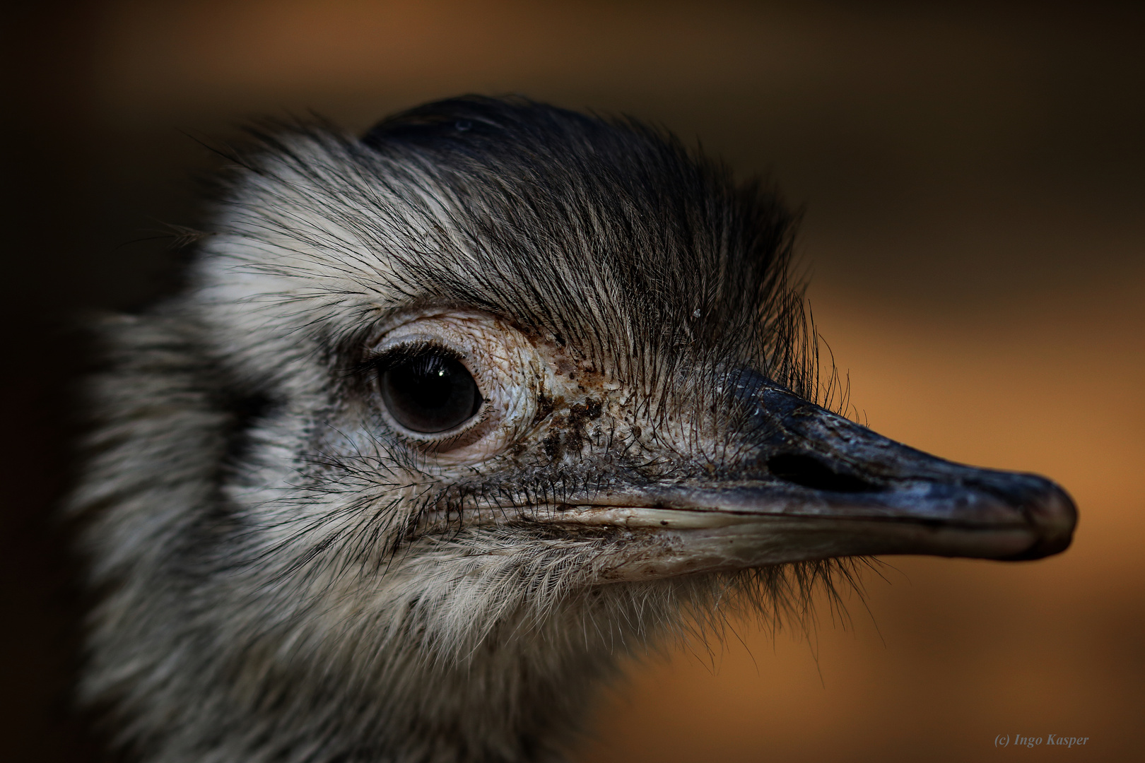 Nandu Portrait