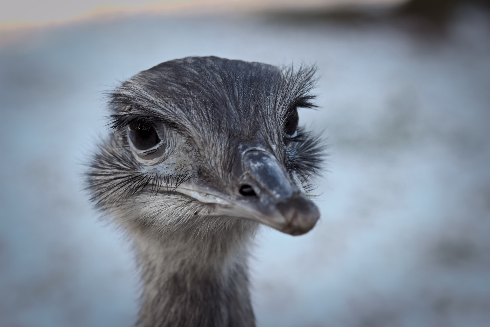 Nandu Portrait