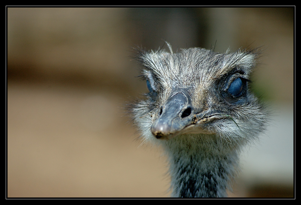 Nandu-Portrait