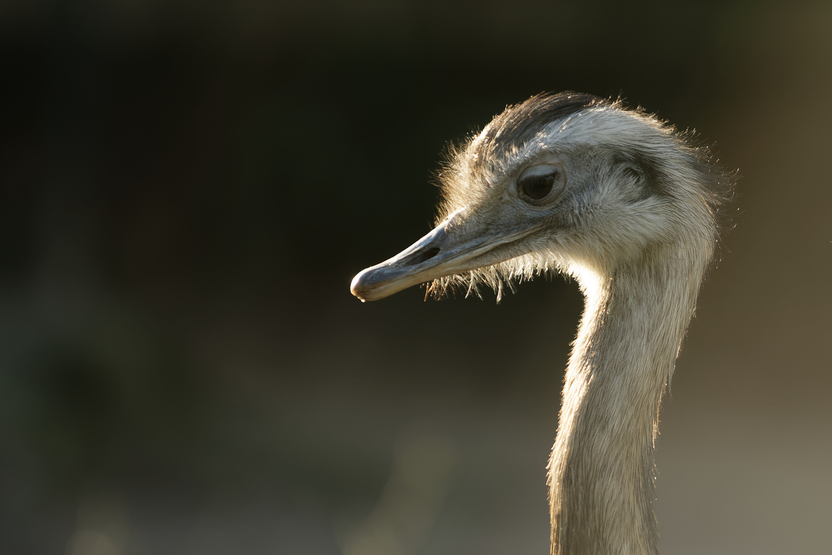 Nandu (Portrait)