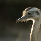 Nandu (Portrait)