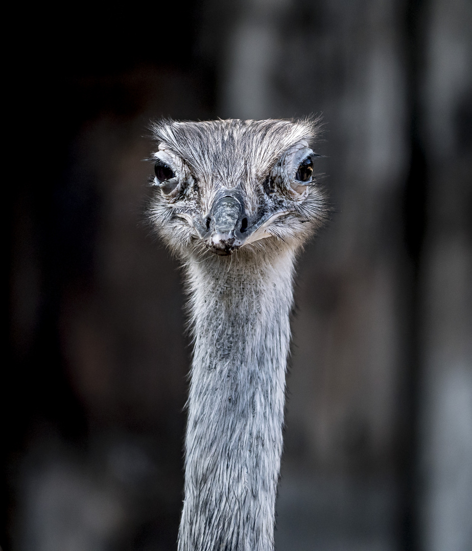 Nandu portre, in Budapester Zoo