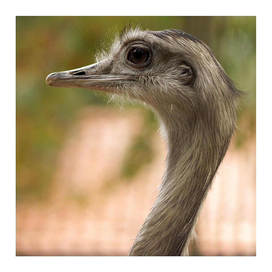 Nandu (Rhea americana)