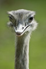 Nandu (Rhea americana)