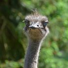 Nandu (Rhea americana) 