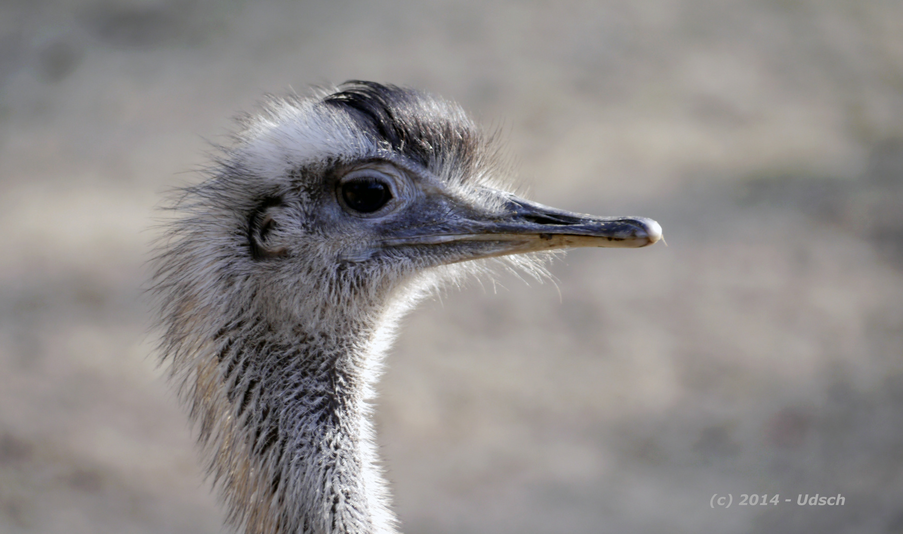 Nandu - Rhea americana