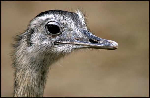 Nandu (Rhea americana)