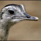 Nandu (Rhea americana)