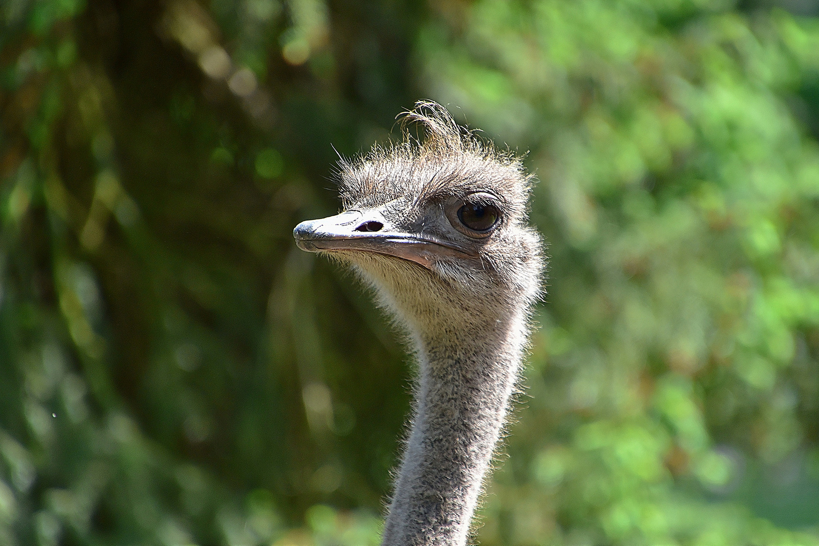 Nandu (Rhea americana)