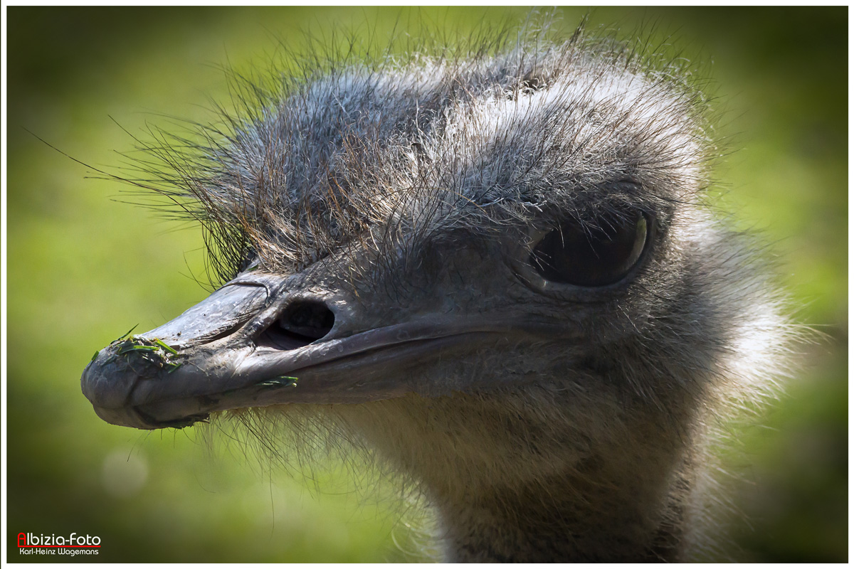 Nandu (Rhea americana)