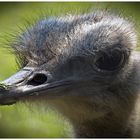 Nandu (Rhea americana)