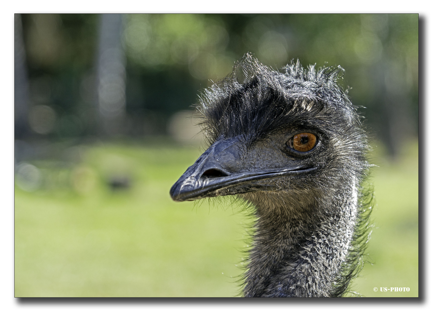 Nandu - Tierpark Essehof