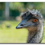 Nandu - Tierpark Essehof