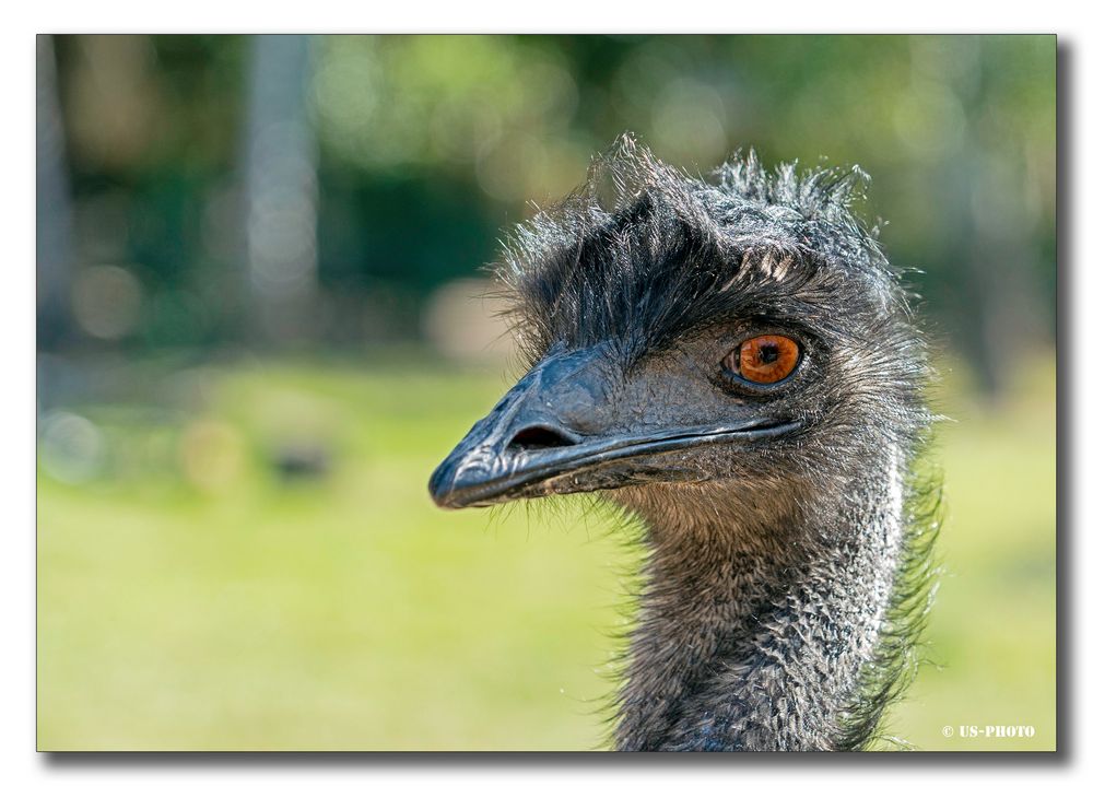 Nandu - Tierpark Essehof