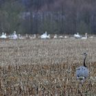 Nandu trifft Singschwäne