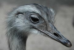 Nandu - und immer wieder neugierig