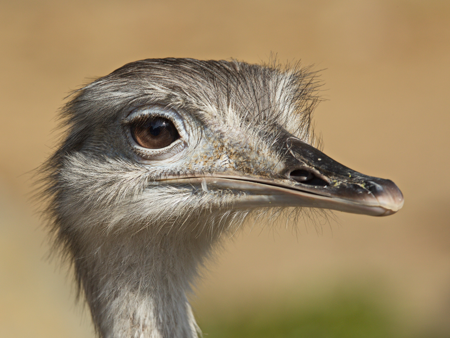   Nandu  Zoo  Krefeld