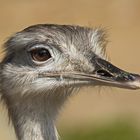   Nandu  Zoo  Krefeld