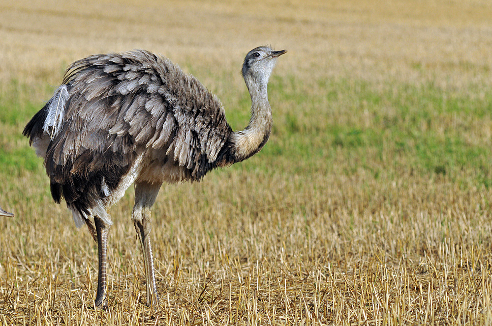 Nandu: Zwick von der Kollegin