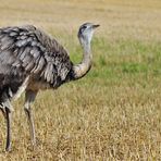 Nandu: Zwick von der Kollegin