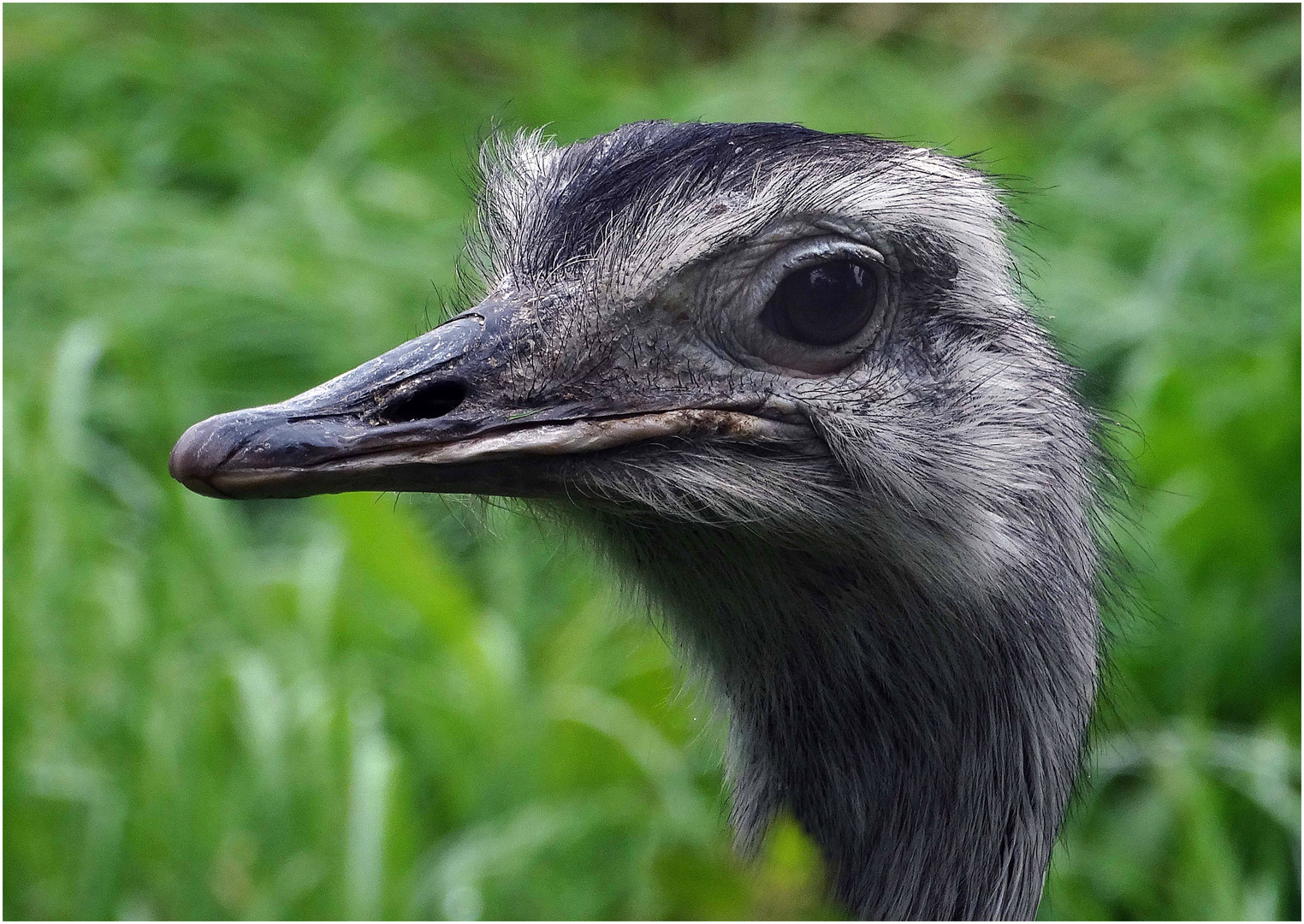 Nandukopf (Wildgehege Remstecken bei Koblenz)