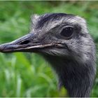 Nandukopf (Wildgehege Remstecken bei Koblenz)