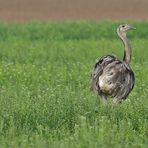 Nandus: Blick über die Schulter