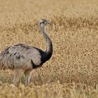 Nandus: Der schöne Hahn im Weizen