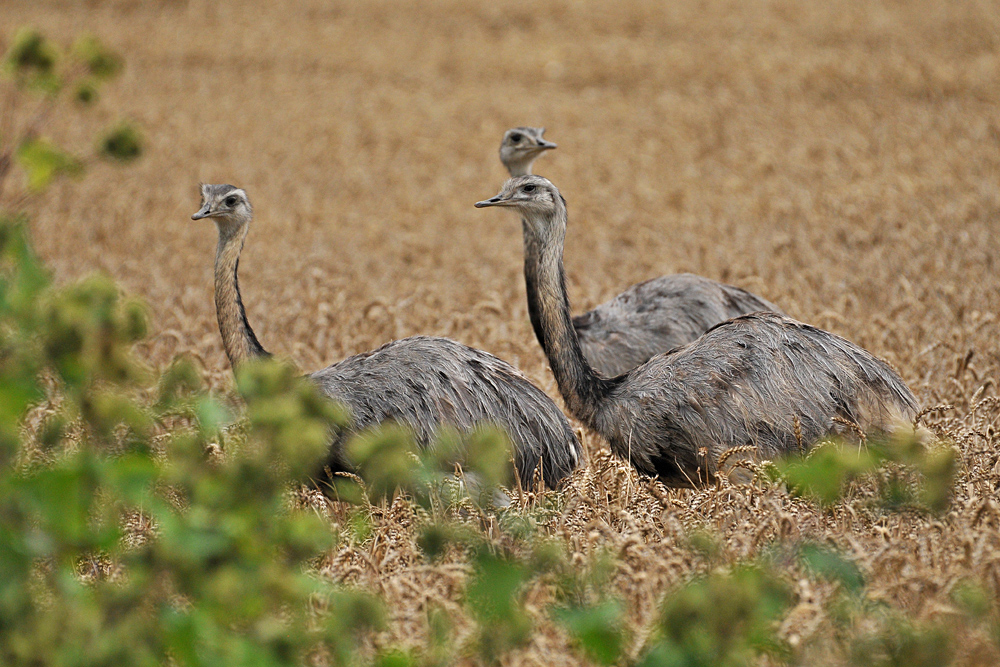 Nandus: Die drei im Weizenfeld