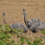 Nandus: Die drei im Weizenfeld