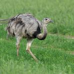 Nandus: Die können gut rennen