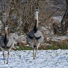 Nandus - Henne und Hahn