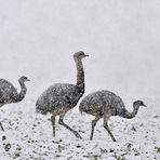 Nandus im Schneetreiben 01