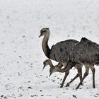 Nandus im Schneetreiben 02