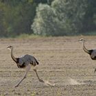 Nandus: Im Sprint durchs Sandtreiben 01