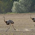 Nandus: Im Sprint durchs Sandtreiben 01