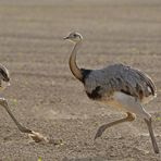 Nandus: Im Sprint durchs Sandtreiben 03