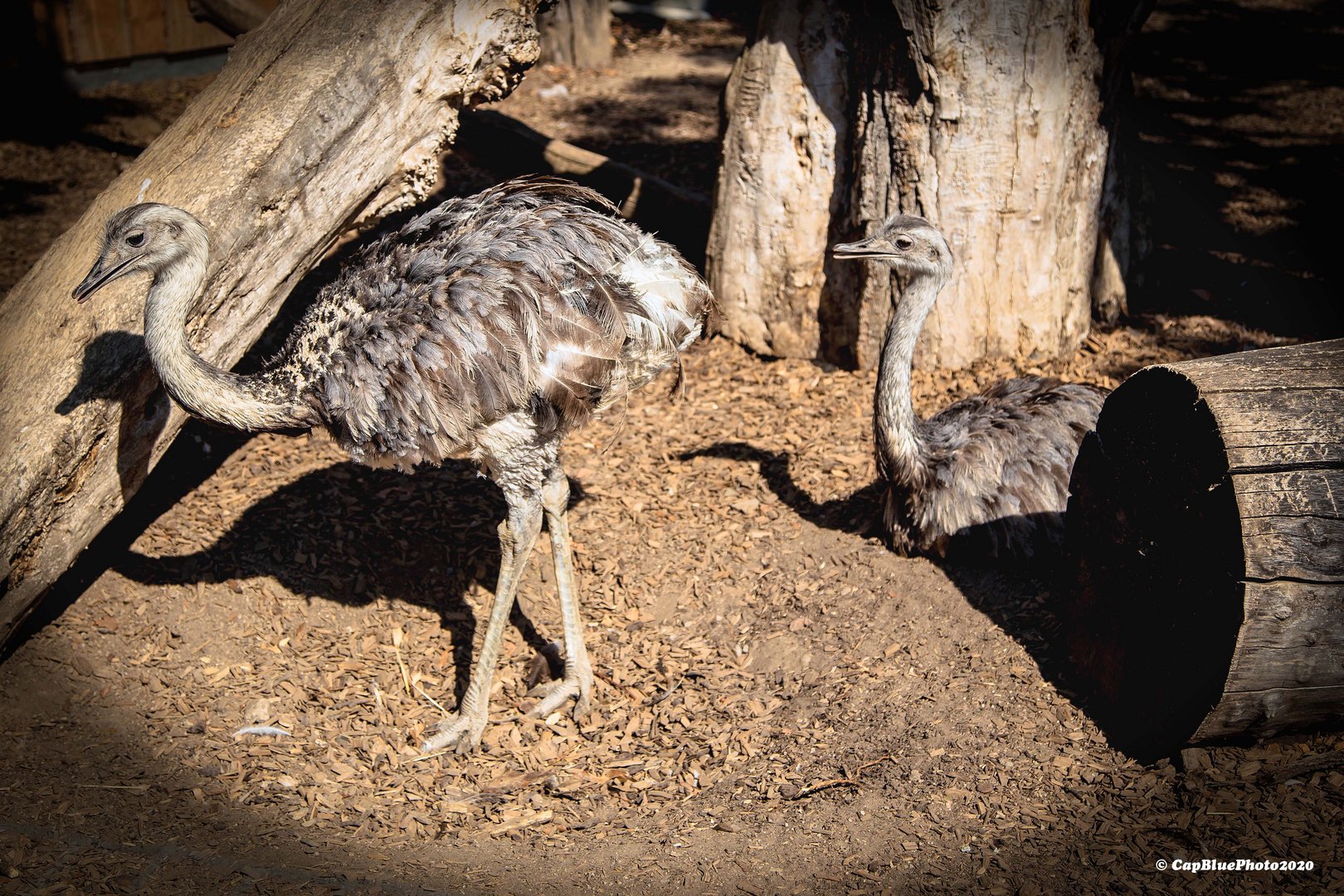 Nandus im Tierpark Worms