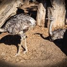 Nandus im Tierpark Worms