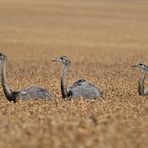 Nandus: Karawane im Weizenfeld